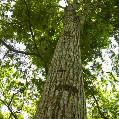 Buy African Mahogany (Swietenia Macrophylla) - Plant Online at Lalitenterprise