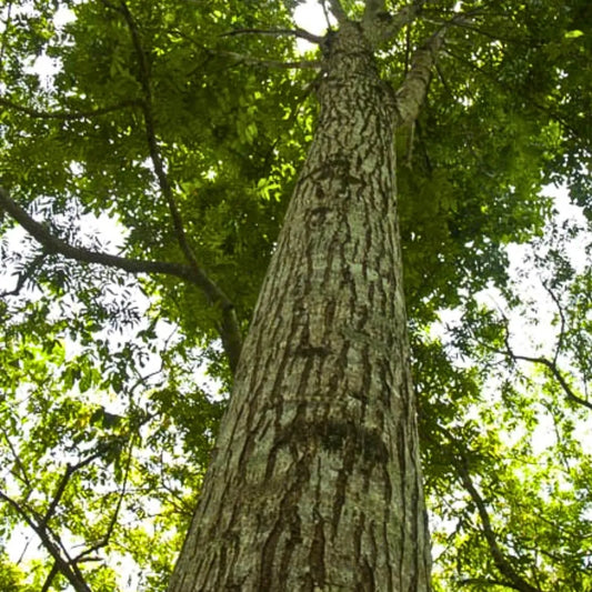 Buy African Mahogany (Swietenia Macrophylla) - Plant Online at Lalitenterprise