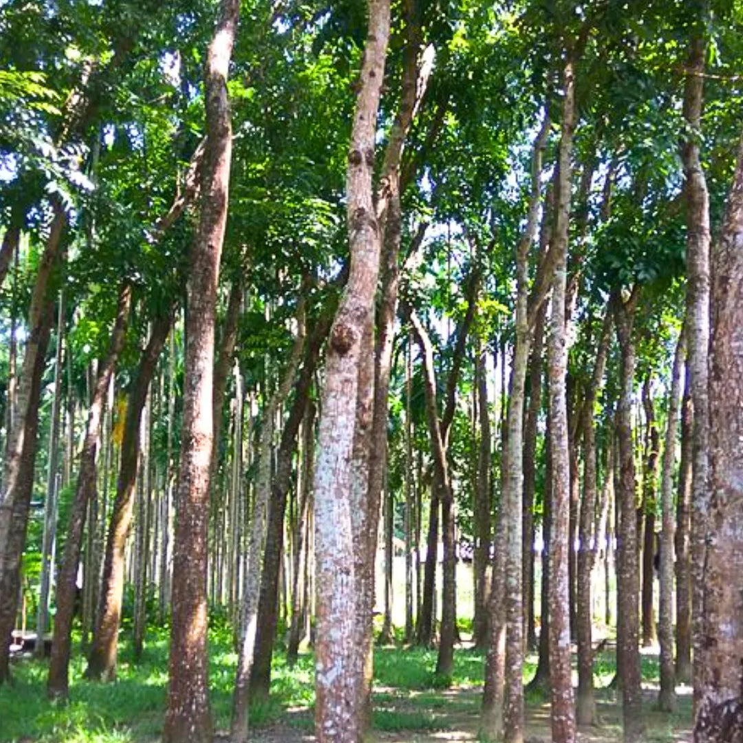 Buy African Mahogany - Plant Online at Lalitenterprise