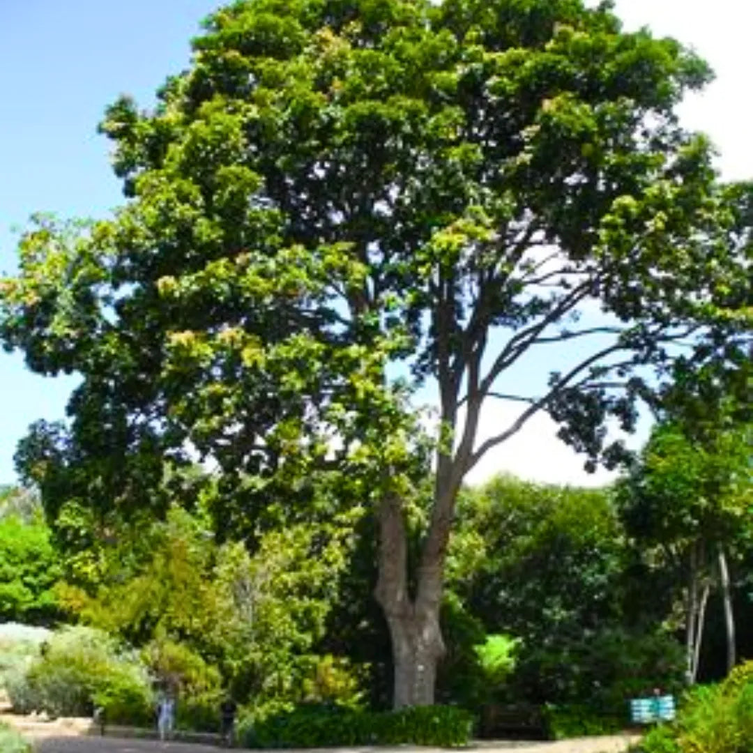 Buy African Mahogany (Swietenia Macrophylla) - Plant Online at Lalitenterprise