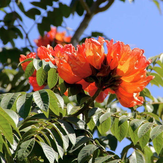 Buy African Tulip Tree (Spathodea Campanulata) - Plant Online at Lalitenterprise