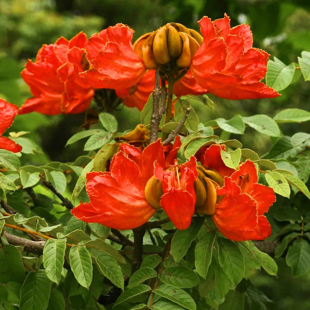 Buy Spathodea Campanulata - Plant Online at Lalitenterprise