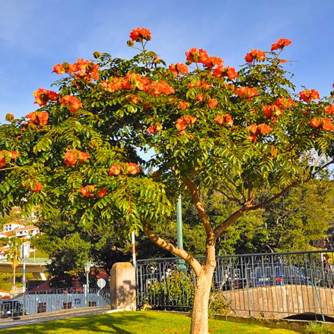 Buy African Tulip Tree - Plant Online at Lalitenterprise