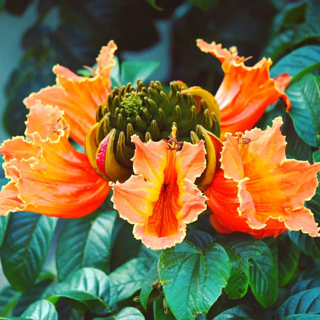 Buy African Tulip Tree (Spathodea Campanulata) - Plant Online at Lalitenterprise