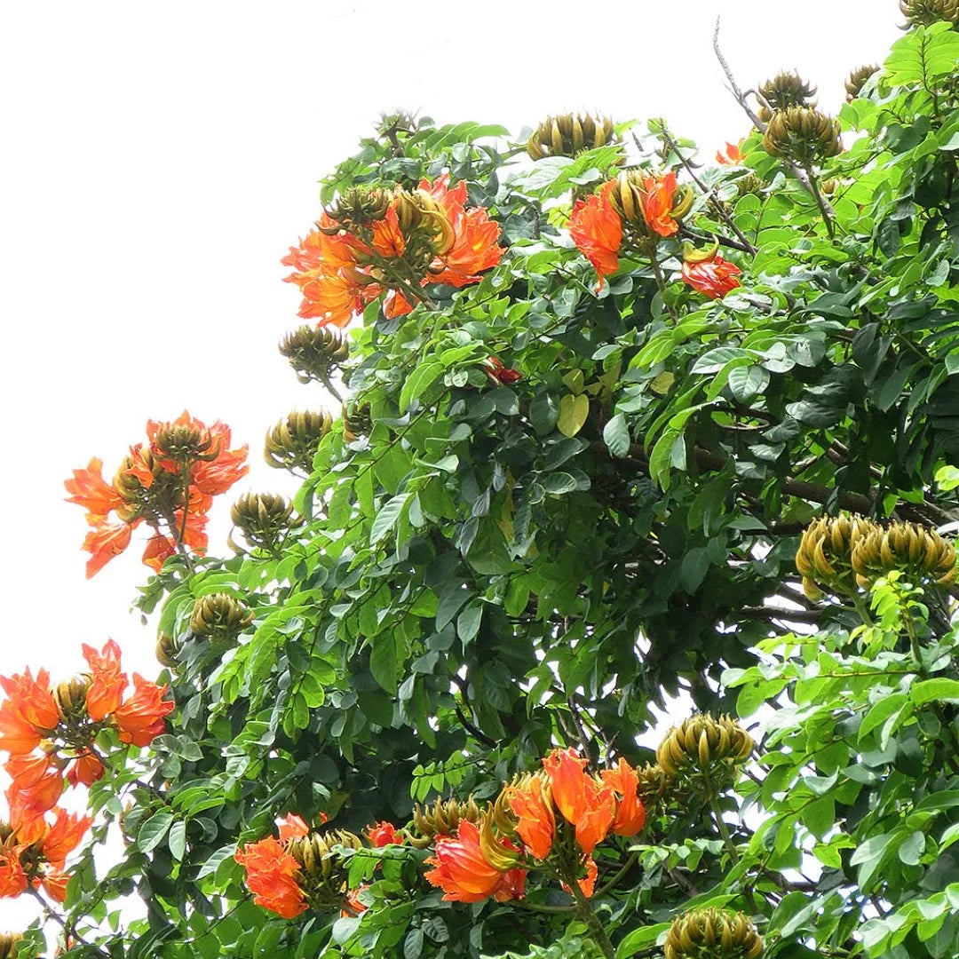 Buy Spathodea Campanulata - Plant Online at Lalitenterprise