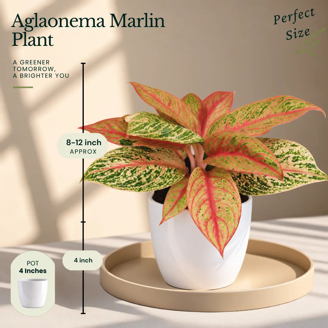 Buy Festive Decor Aglaonema Plants Online at Lalitenterprise
