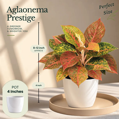 Buy Festive Decor Aglaonema Plants Online at Lalitenterprise