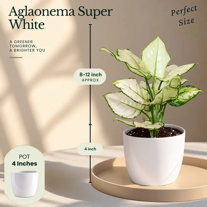 Buy Festive Decor Aglaonema Plants Online at Lalitenterprise