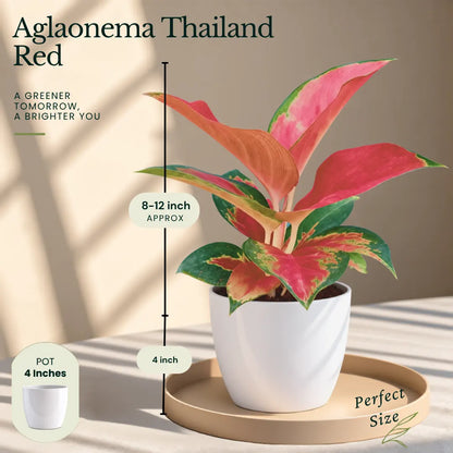 Buy Festive Decor Aglaonema Plants Online at Lalitenterprise