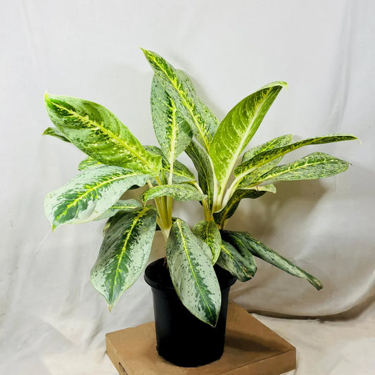 Buy Aglaonema Butterfly - Plant Online at Lalitenterprise