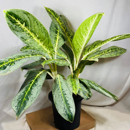 Buy Aglaonema Butterfly - Plant Online at Lalitenterprise