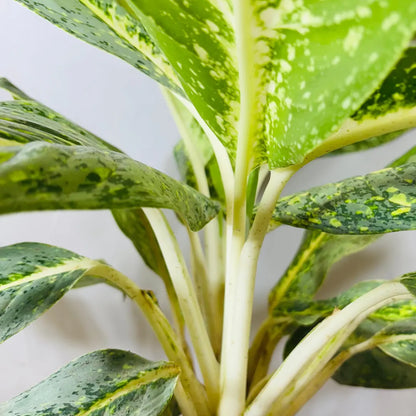 Buy Aglaonema Butterfly - Plant Online at Lalitenterprise