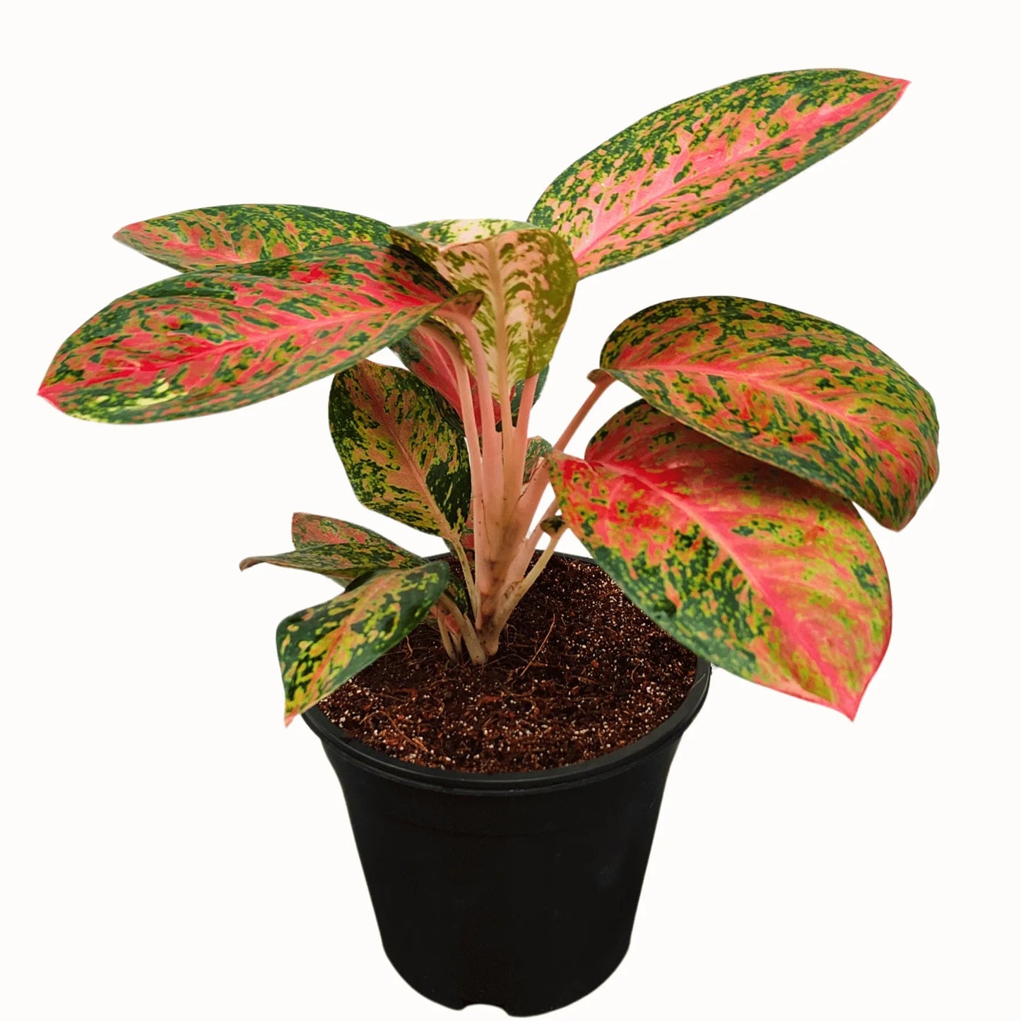 Buy Aglaonema Harlequin  Plant Online at Lalitenterprise
