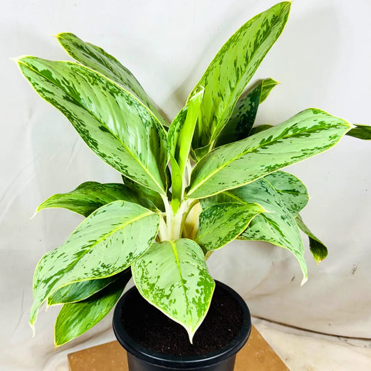 Buy Aglaonema Ice - Plant Online at Lalitenterprise