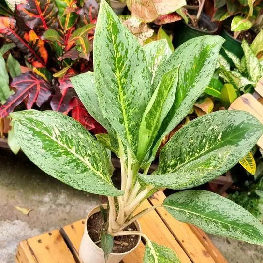 Buy Aglaonema Ice - Plant Online at Lalitenterprise