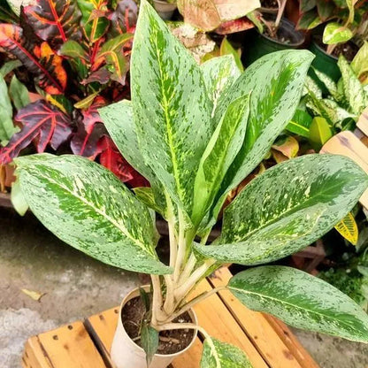 Buy Aglaonema Ice - Plant Online at Lalitenterprise