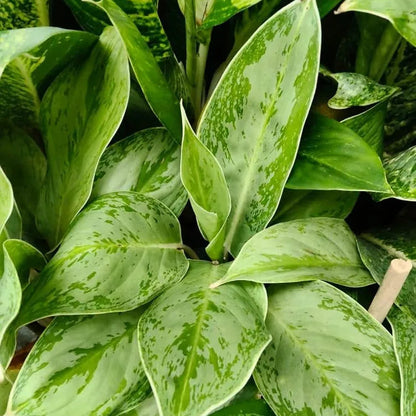 Buy Aglaonema Ice - Plant Online at Lalitenterprise