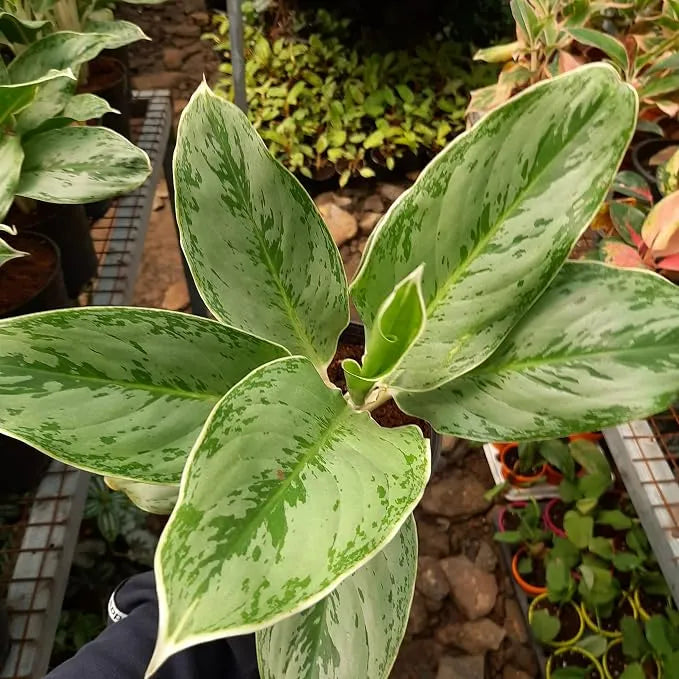 Buy Aglaonema Ice - Plant Online at Lalitenterprise