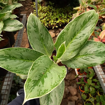 Buy Aglaonema Ice - Plant Online at Lalitenterprise