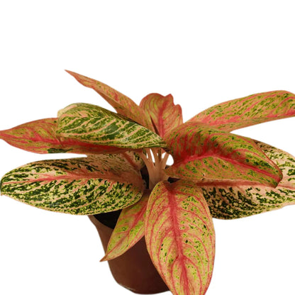 Buy Aglaonema Marlin Plant Online at Lalitenterprise