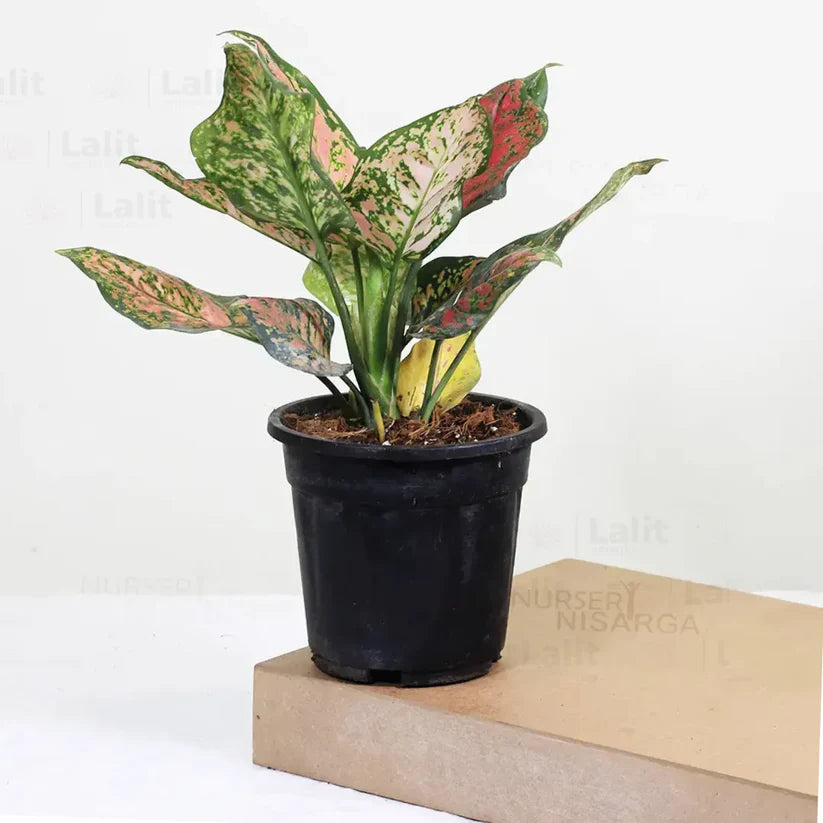 Buy Aglaonema 'Pink Beauty' - Plant Online at Lalitenterpise