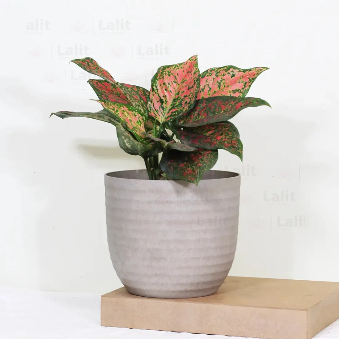 Buy Aglaonema 'Pink Beauty' - Plant Online at Lalitenterprise