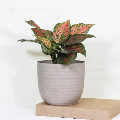 Buy Aglaonema 'Pink Beauty' - Plant Online at Lalitenterprise