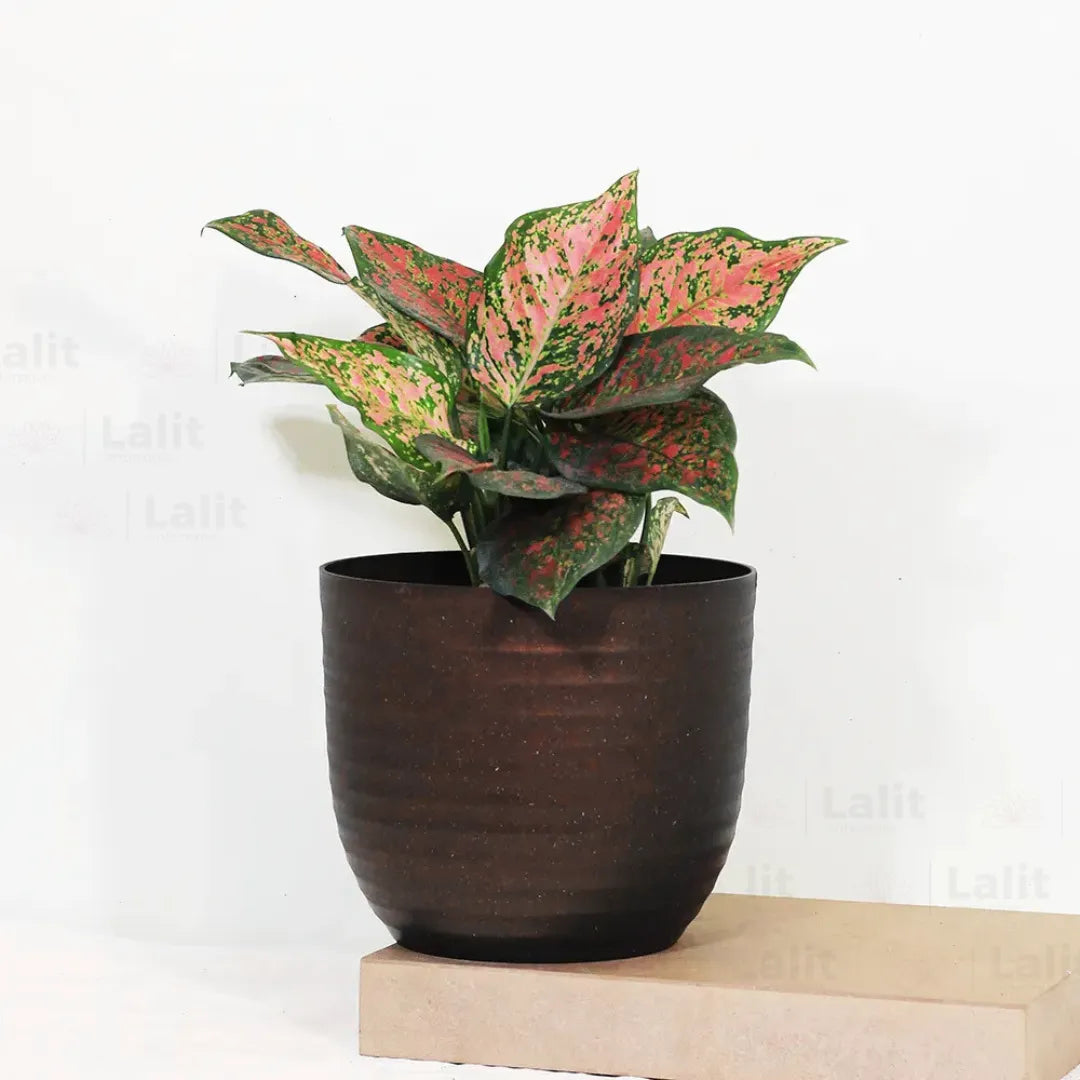 Buy Aglaonema 'Pink Beauty' - Plant Online at Lalitenterprise