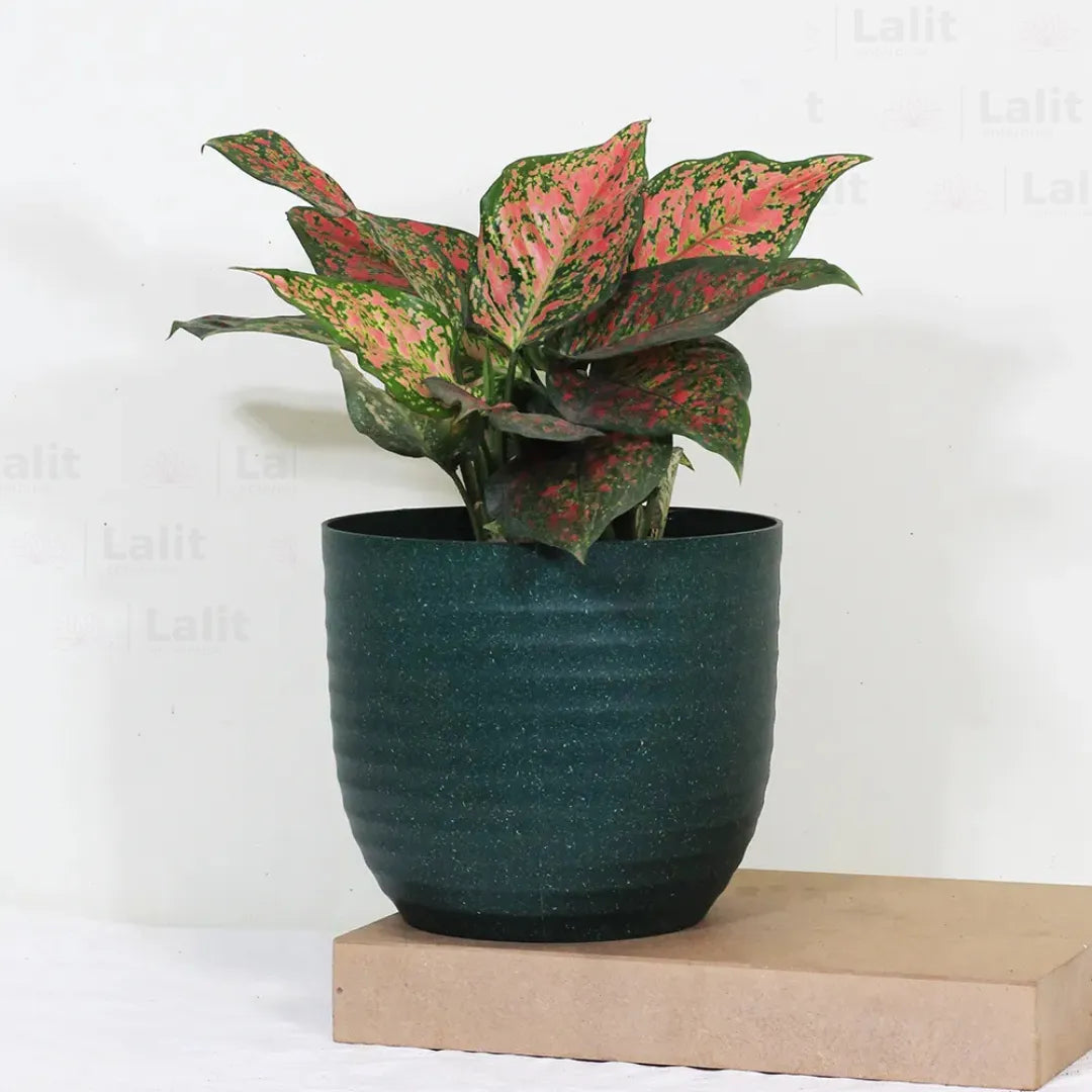 Buy Aglaonema 'Pink Beauty' - Plant Online at Lalitenterprise