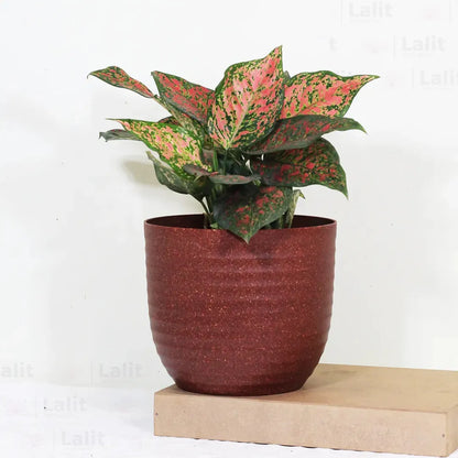 Buy Aglaonema 'Pink Beauty' - Plant Online at Lalitenterprise