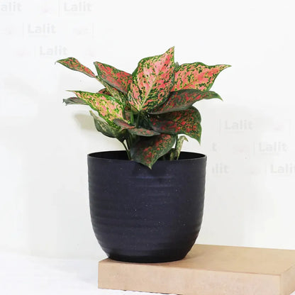 Buy Aglaonema 'Pink Beauty' - Plant Online at Lalitenterprise