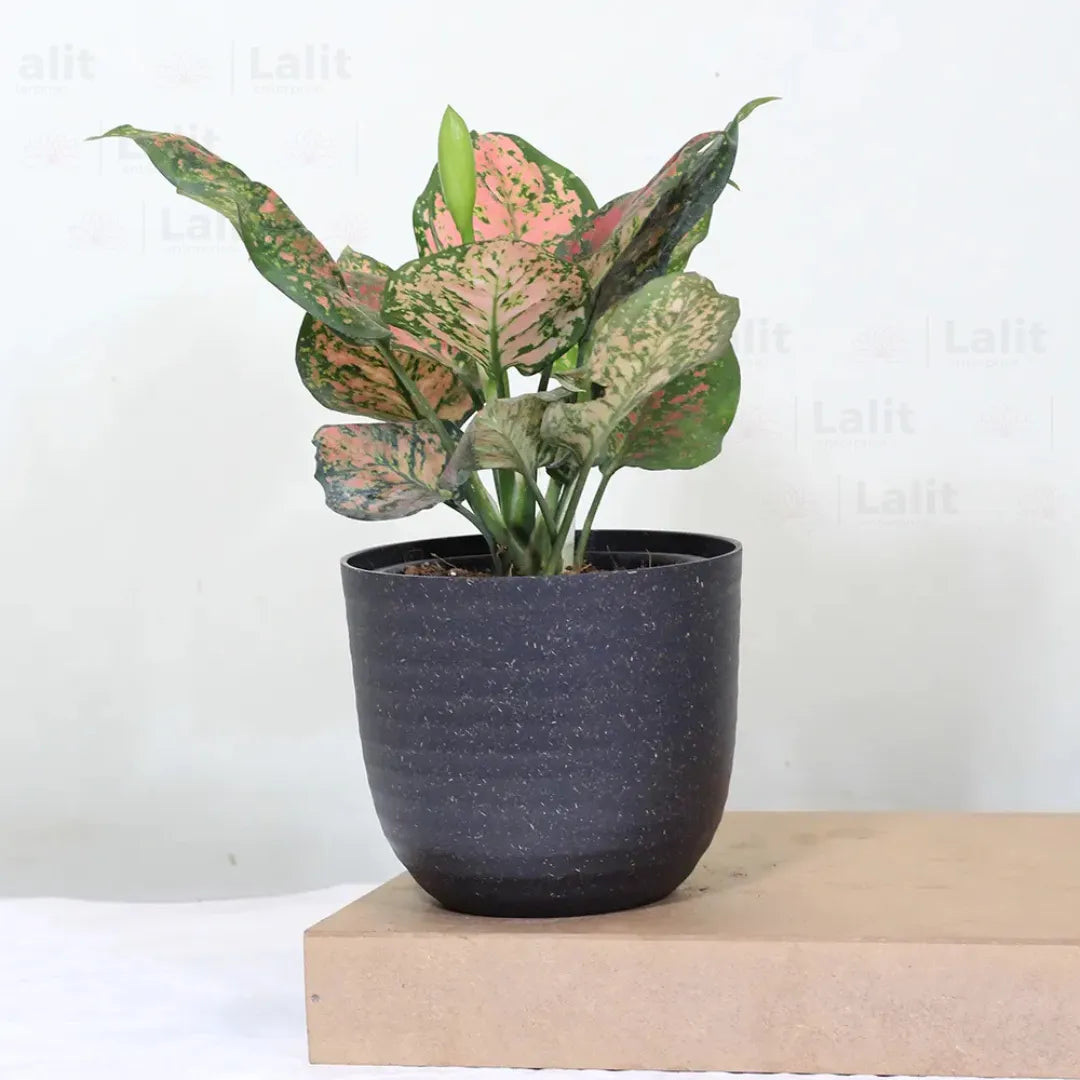Buy Aglaonema 'Pink Beauty' - Plant Online at Lalitenterprise