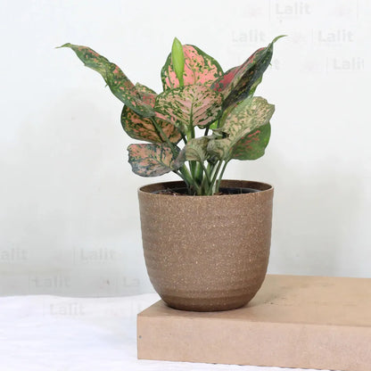 Buy Aglaonema 'Pink Beauty' - Plant Online at Lalitenterprise
