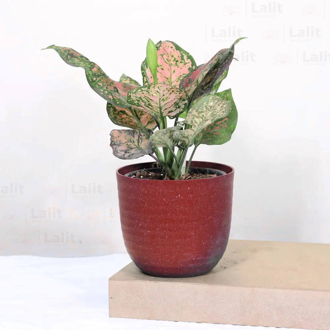 Buy Aglaonema 'Pink Beauty' - Plant Online at Lalitenterprise