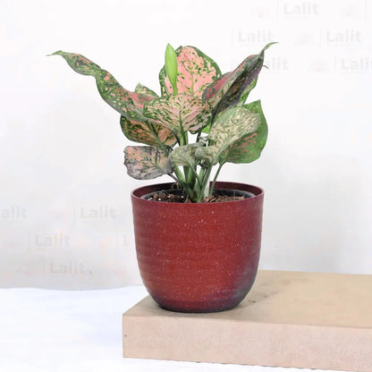 Buy Aglaonema 'Pink Beauty' - Plant Online at Lalitenterprise