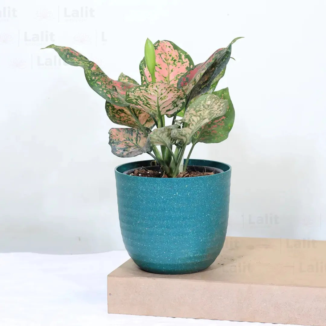 Buy Aglaonema 'Pink Beauty' - Plant Online at Lalitenterprise