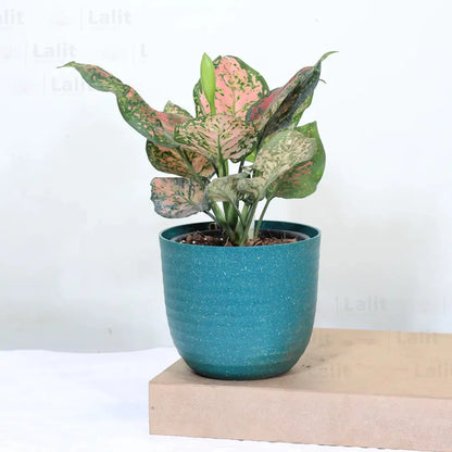 Buy Aglaonema 'Pink Beauty' - Plant Online at Lalitenterprise