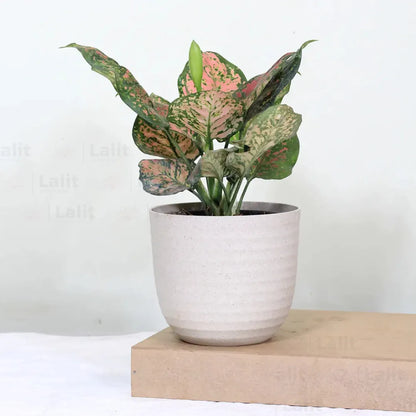 Buy Aglaonema 'Pink Beauty' - Plant Online at Lalitenterprise