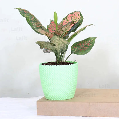 Buy Aglaonema 'Pink Beauty' - Plant Online at Lalitenterprise