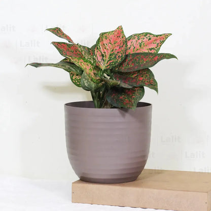 Buy Aglaonema 'Pink Beauty' - Plant Online at Lalitenterprise
