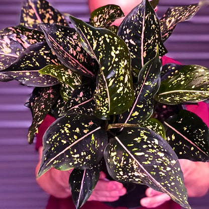 aglaonema purple Aglaonema Pink Dalmatian