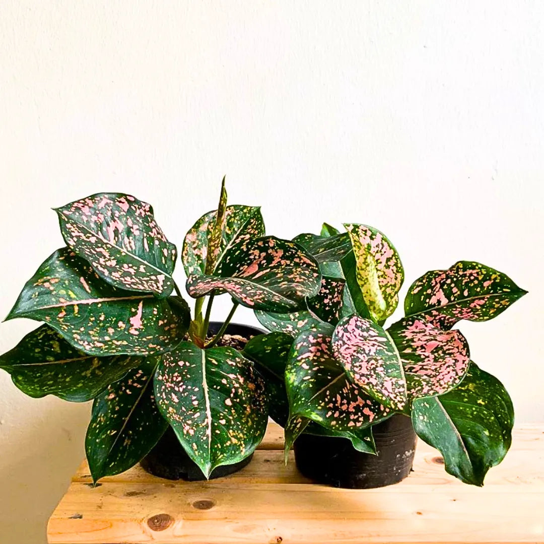 Buy Aglaonema Pink Dalmatian - Plant Online at Laltenterprise