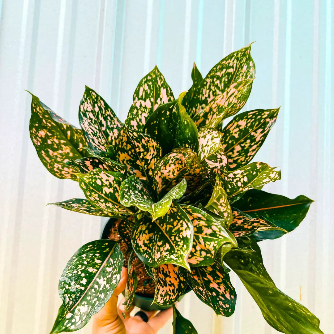 Buy Aglaonema Pink Dalmatian - Plant Online at Laltenterprise