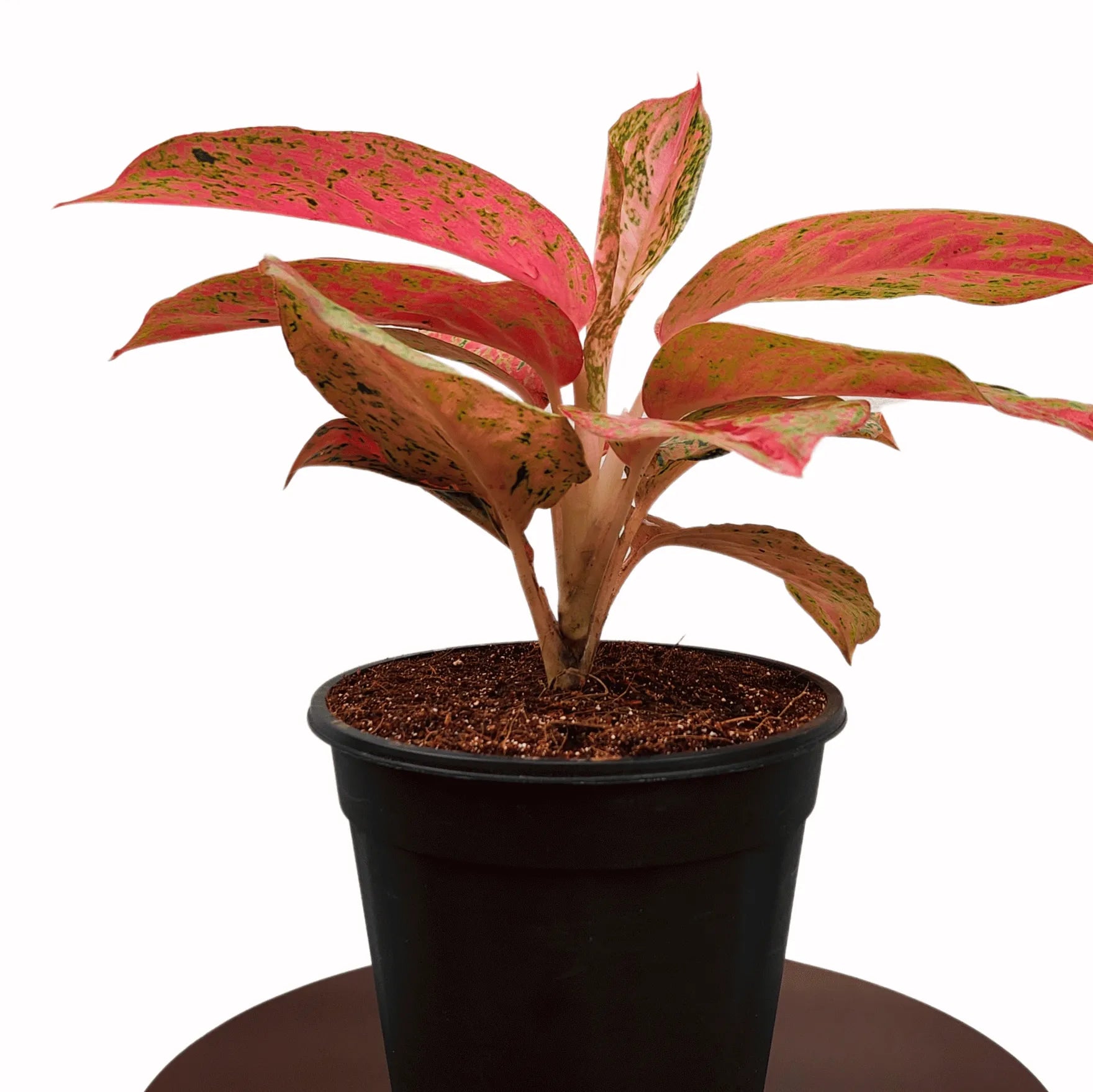 Buy Aglaonema Prestige plant Online at Lalitenterprise
