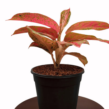 Buy Aglaonema Prestige plant Online at Lalitenterprise
