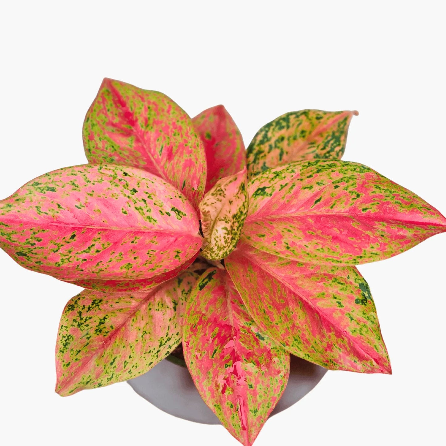 Buy Aglaonema Prestige plant Online at Lalitenterprise