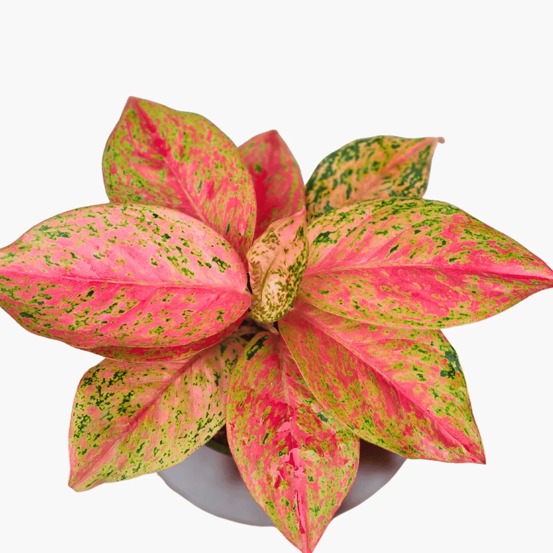 Buy Aglaonema Prestige plant Online at Lalitenterprise