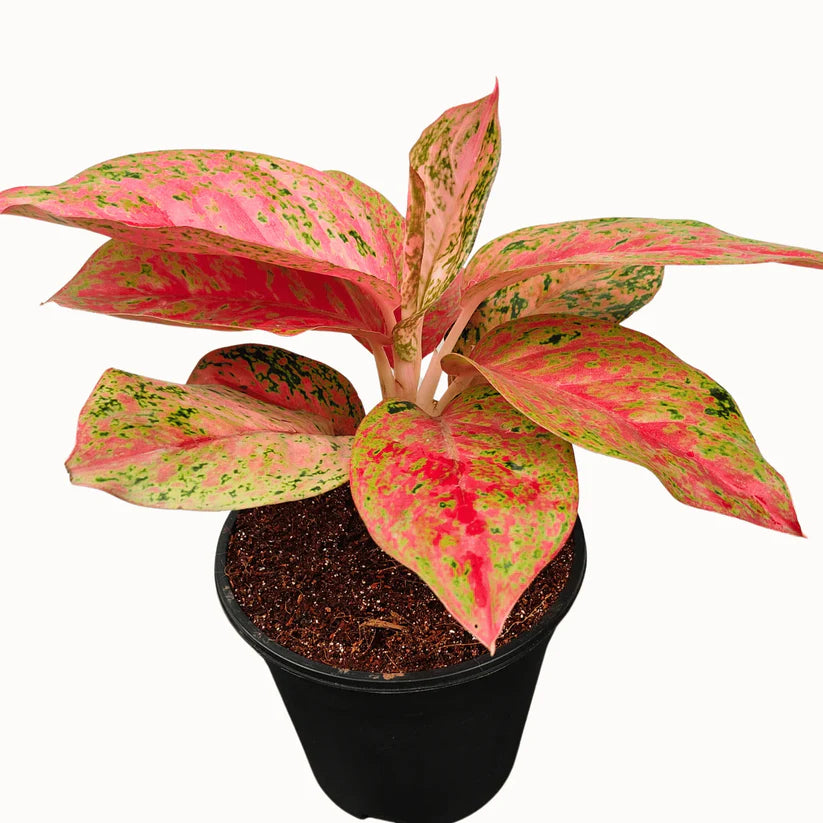 Buy Aglaonema Prestige plant Online at Lalitenterprsie