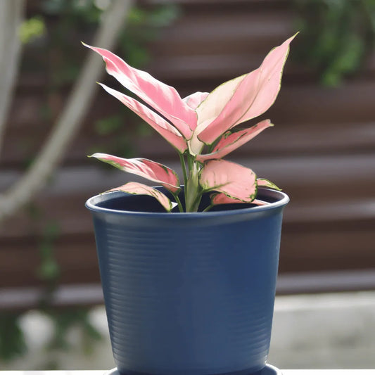 Buy Aglaonema Red Valentine (Aglaonema Commutatum) - Plant Online at Lalitenterprise