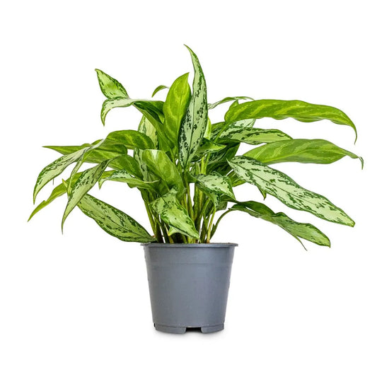 Buy Aglaonema Silver Queen - Plant Online at Lalitenterprise